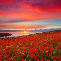 Poppy field at sunset