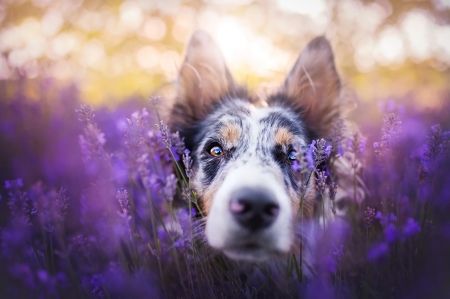 :) - caine, australian shepherd, face, purple, dog, lavender field, flower