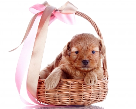 Puppy - brown, dog, pink, basket, animal, paw, cute, caine, puppy