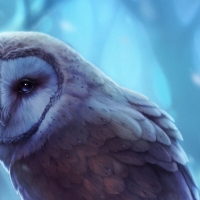 Winter owl