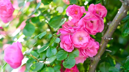 Roses - summer, rose, pink, bush, trandafir, vara, green