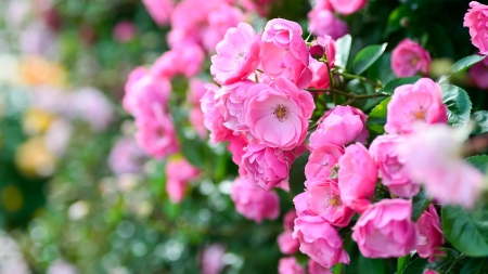 Roses - trandafir, vara, pink, bush, green, summer, rose, flower