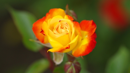 Rose - yellow, summer, red, trandafir, rose, flower, vara