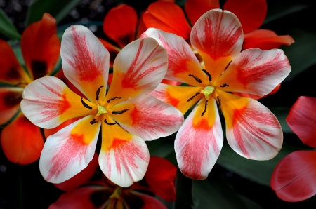 Tulips - white, lalele, yellow, red, tulip, flower, spring