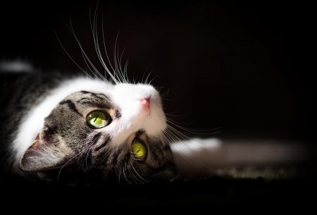 Cat - black, green, eyes, pisici, face, cat