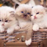 Kittens
