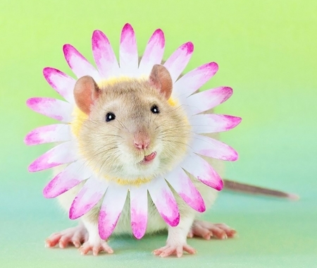 :) - diane ozdamar, rat, rodent, pink, green, animal, mouse, flower