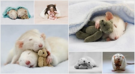 :) - diane ozdamar, collage, rat, rodent, animal, toy, mouse, cute