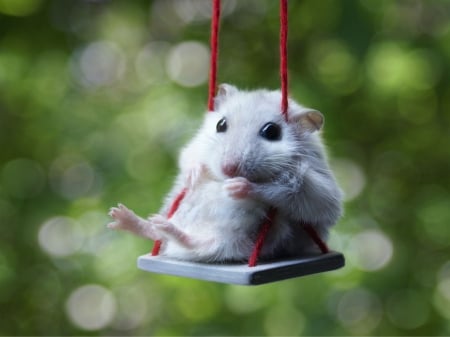 :) - swing, bokeh, fantasy, green, cute, mouse, diane ozdamar, soricel