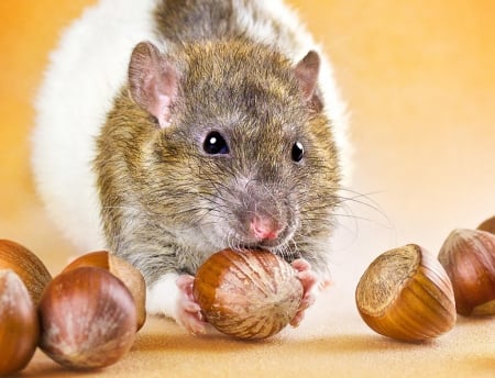 :) - diane ozdamar, rat, rodent, animal, mouse, nut