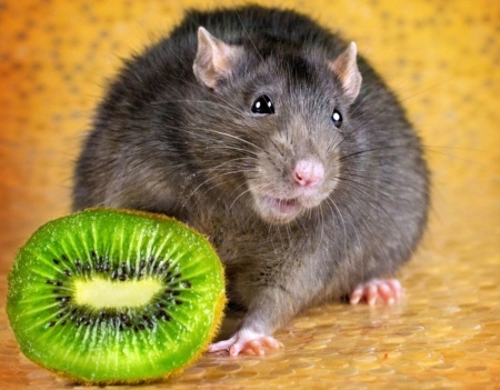 :) - rat, rodent, kiwi, green, animal, black