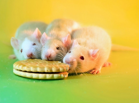 :) - diane ozdamar, animal, mouae, rodent, yellow, biscuit, rat, trio, green