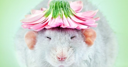 :) - diane ozdamar, rat, rodent, pink, animal, mouse, cute, flower