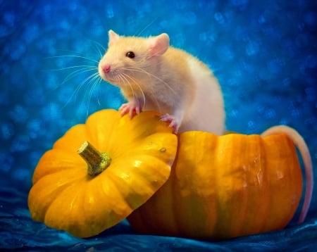 :) - rat, blue, mouse, pumpkin, orange, diane ozdamar, rodent, animal, cinderella, halloween, cute