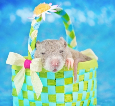 :) - diane ozdamar, rat, basket, rodent, baby, blue, animal, green, cute