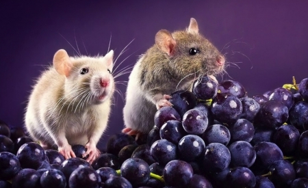 :) - diane ozdamar, purple, animal, rodent, rat, grape, fruit, mouse, couple