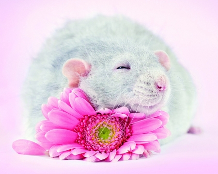 :) - sleep, diane ozdamar, rat, rodent, pink, cute, flower