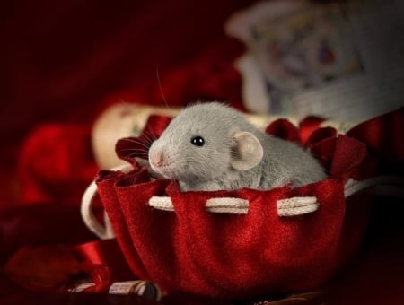 :) - diane ozdamar, rat, rodent, baby, grey, red, animal, mouse, cute