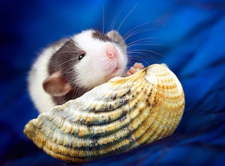 :) - diane ozdamar, rat, vara, rodent, blue, animal, summer, shell