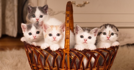 Kittens - brown, sweet, cat, basket, pet, animal, kitten, paw, pisici, cute