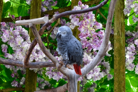 Little bird - Branches, Flowers, Spring, Parrot