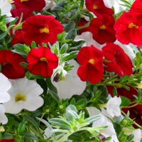 Red And White Million Bell Petunias