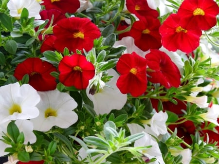 Red And White Million Bell Petunias - Million Bell Petunias, Red, Nature, Flowers, Spring, Photography, White