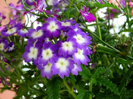 Purple Spring - Photography, Nature, Flowers, Spring