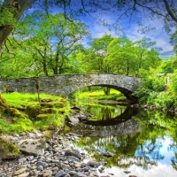 Bridge in Green Forest