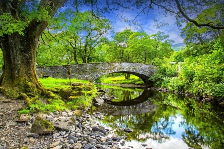 Bridge in Green Forest - nature, forests, bridges, creeks