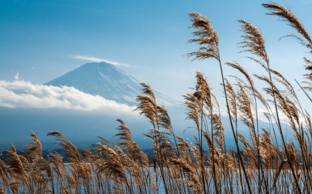 Mount Fuji - Fuji, mount, reeds, Japan