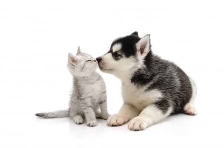 Kiss - paw, cat, puppy, pisici, pet, kitten, caine, kiss, dog, animal, husky