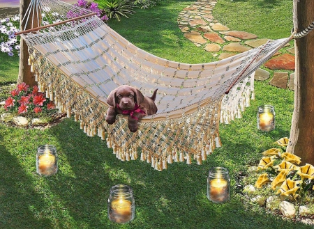 :) - summer, hammock, candel, dog, adrian chesterman, fantasy, green, caine, puppy, vara