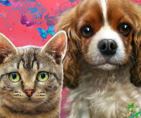 Cat and dog - cat, couple, pet, fantasy, face, pink, luminos, dog, animal, adrian chesterman