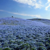 Nemophila Blooms Hitachi Seaside Park Blue Flowers