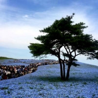 Nemophila Blooms Hitachi Seaside Park And People