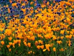 Golden Poppies