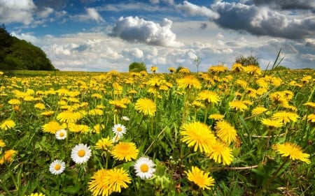 Dandelion Meadow - clouds, spring, meadow, dandelions