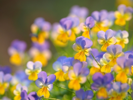 Pansies - yellow, panselute, flower, pink, pansi, trei frati patati