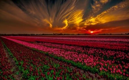 Sunset - sky, field, sunset, spring, cloud, yellow, lansdscape, red, green, tulip, flower