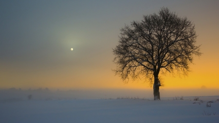 Sunset and the rise of the moon - moon, tree, nature, amazing