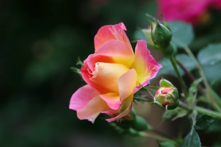 Roses - amazing, garden, rose, flower