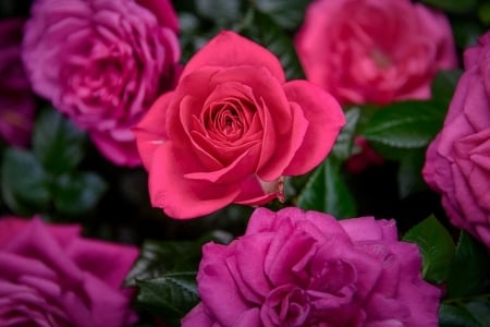 Roses - love, amazing, rose, red