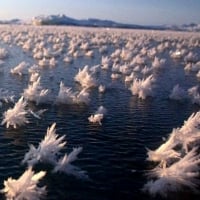 Frost Flowers Blooming Arctic  Ocean