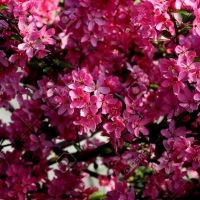 Redbud Dark Pink In Spring