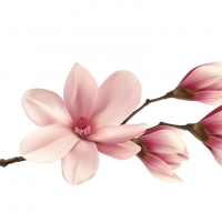 Magnolia