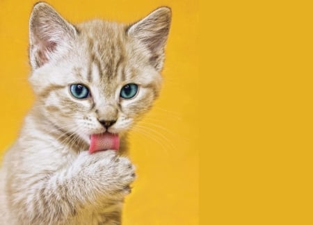 Kitten - paw, tongue, cat, pisici, pet, kitten, yellow, animal, cute