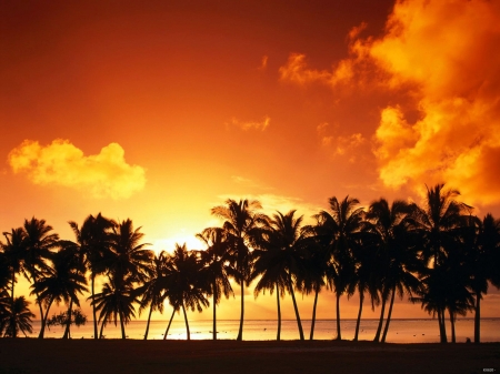 Palm trees at Sunset - beach, trees, nature, sunset