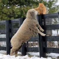 Kitten Meets Sheep