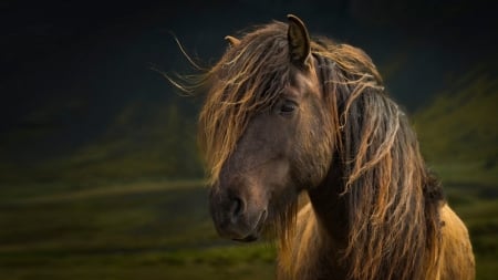 Horse - nature, horse, close up, animals